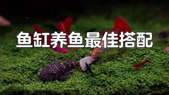 如何挑選合適的配魚(yú)？