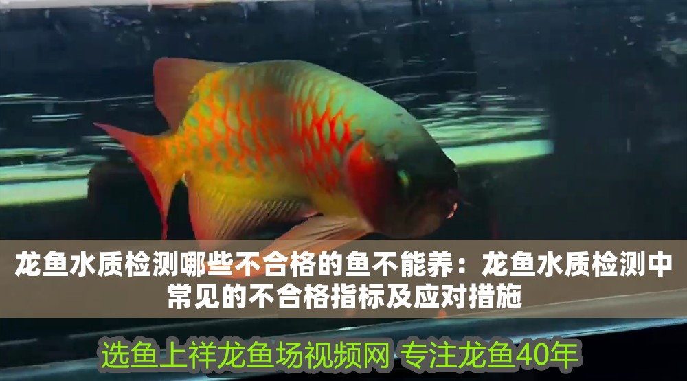 龍魚水質檢測哪些不合格的魚不能養：龍魚水質檢測中常見的不合格指標及應對措施
