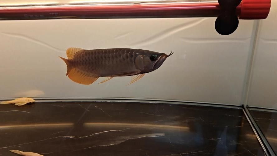 龍魚用什么燈光養好看