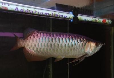 龍魚的最低水溫合適養(yǎng)多少？：龍魚最低水溫合適養(yǎng)