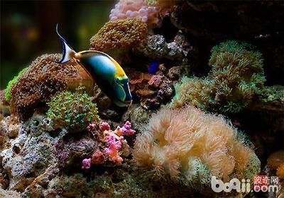 龍魚缸能養(yǎng)海水魚嗎：龍魚缸是否適合養(yǎng)海水魚 龍魚缸能養(yǎng)海水魚嗎：龍魚缸是否適合養(yǎng)海水魚 龍魚百科 第3張