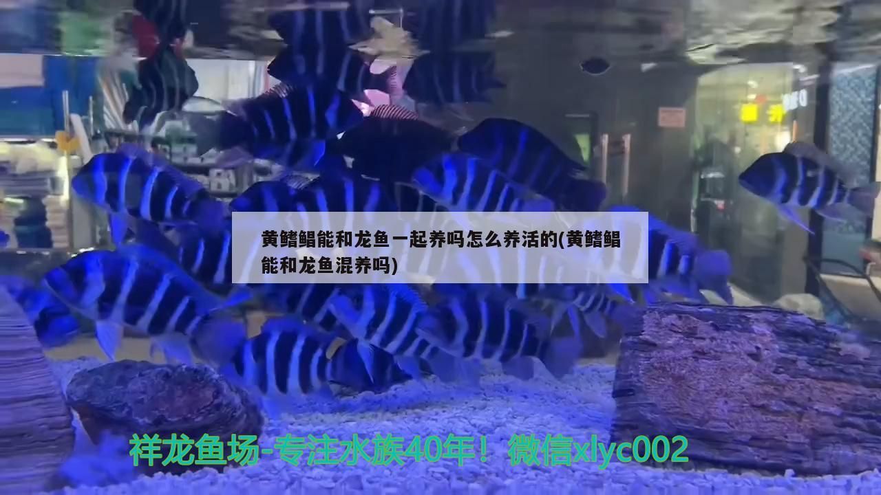 大神賜教怎么處理魟魚
