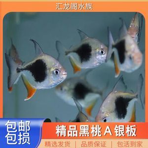 銀板魚疾病預防措施：銀板魚養(yǎng)殖銀板魚的預防措施，銀板魚疾病的預防措施