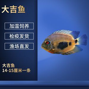 銀板魚疾病預防措施：銀板魚養(yǎng)殖銀板魚的預防措施，銀板魚疾病的預防措施