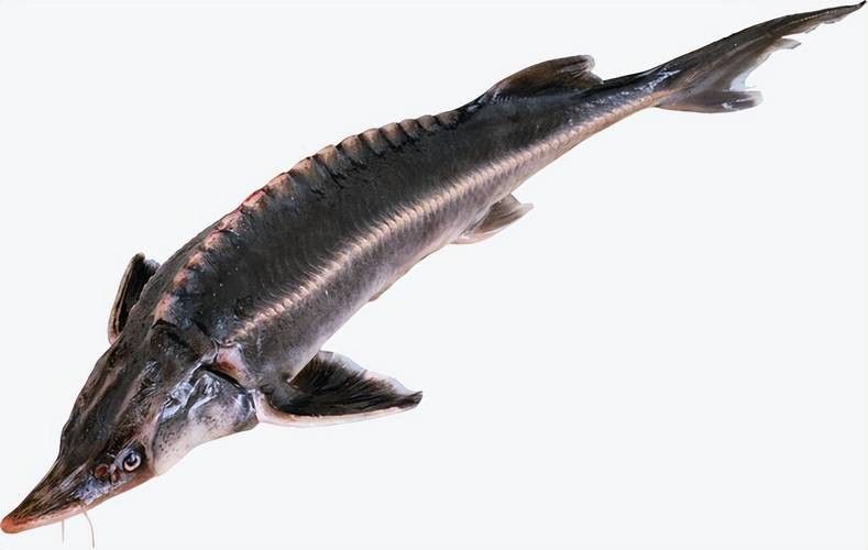 舟山龍魚是什么魚種類圖片 龍魚百科 第2張 舟山龍魚是什么魚種類圖片 舟山龍魚是什么魚種類圖片 龍魚百科 第2張