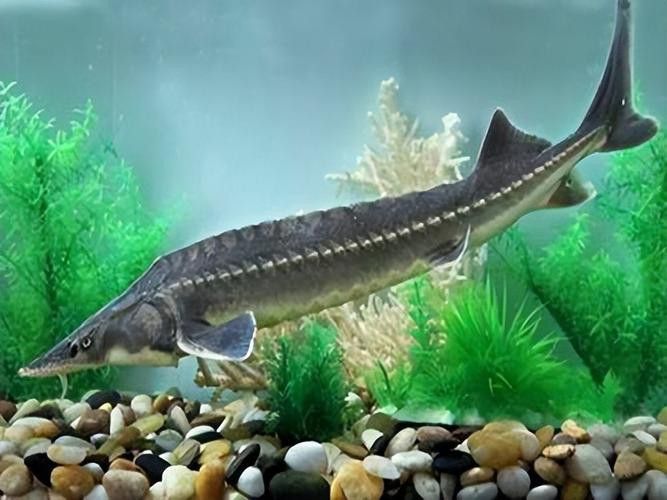 舟山龍魚是什么魚種類圖片 龍魚百科 第1張 舟山龍魚是什么魚種類圖片 舟山龍魚是什么魚種類圖片 龍魚百科 第1張