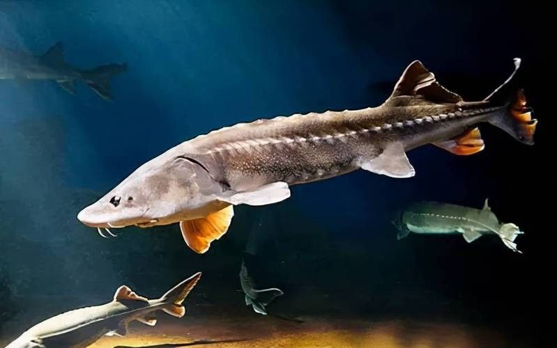 舟山龍魚是什么魚種類圖片 龍魚百科 第9張 舟山龍魚是什么魚種類圖片 舟山龍魚是什么魚種類圖片 龍魚百科 第9張