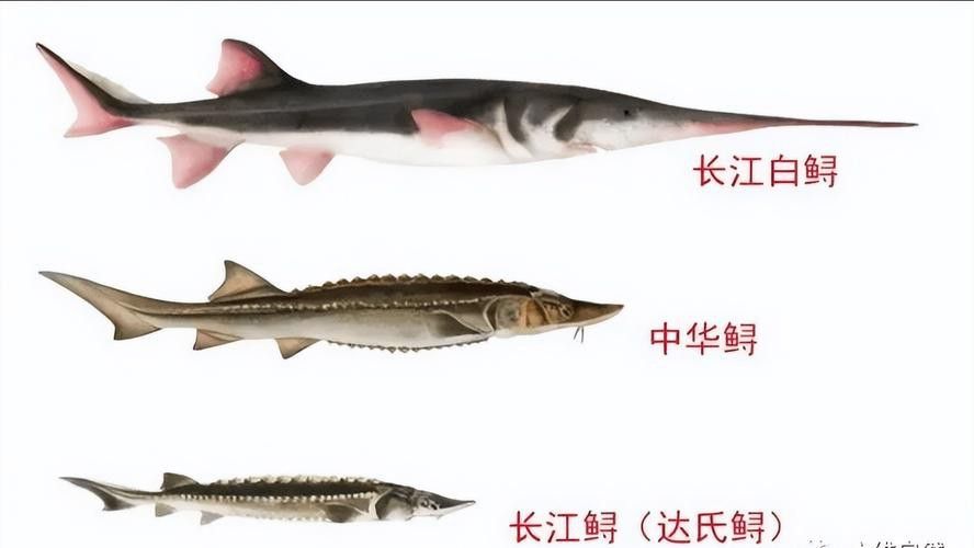 舟山龍魚是什么魚種類圖片 龍魚百科 第6張 舟山龍魚是什么魚種類圖片 舟山龍魚是什么魚種類圖片 龍魚百科 第6張