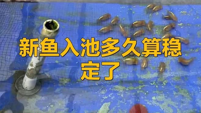 新魚入缸后多久水質(zhì)會穩(wěn)定？