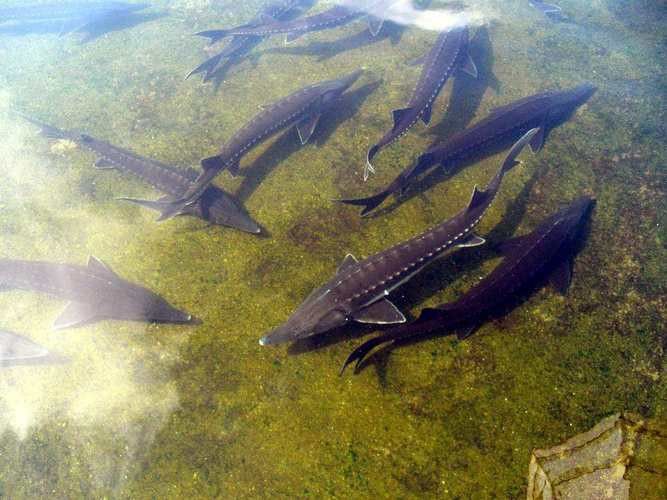舟山龍魚是什么魚種類圖片 龍魚百科 第12張 舟山龍魚是什么魚種類圖片 舟山龍魚是什么魚種類圖片 龍魚百科 第12張