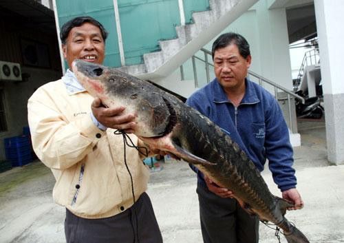 舟山龍魚是什么魚種類圖片 龍魚百科 第15張 舟山龍魚是什么魚種類圖片 舟山龍魚是什么魚種類圖片 龍魚百科 第15張