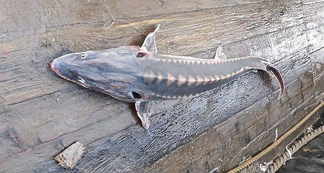 舟山龍魚是什么魚種類圖片 舟山龍魚是什么魚種類圖片 龍魚百科 第21張