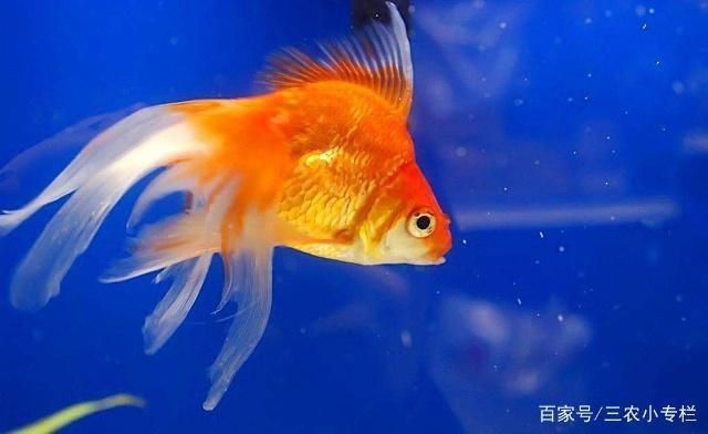金龍魚捕食鯽魚：金龍魚與鯽魚共存條件，如何預防金龍魚疾病？