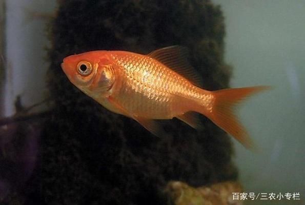 金龍魚捕食鯽魚：金龍魚與鯽魚共存條件，如何預防金龍魚疾病？