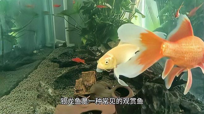 有哪些適合銀龍魚的活餌？