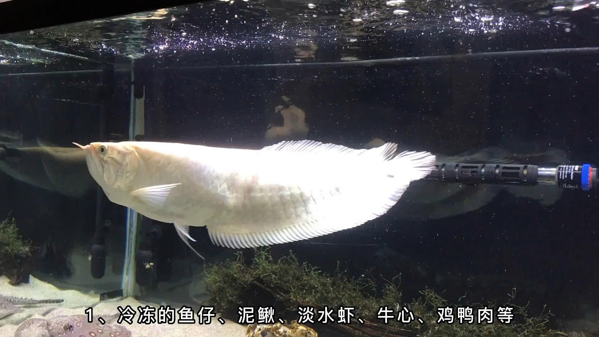 有哪些適合銀龍魚的活餌？