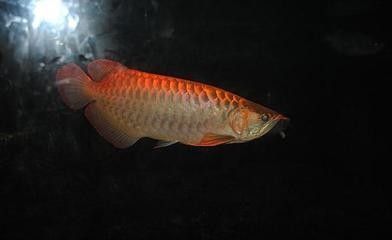龍魚批發市場地址查詢官網（海口龍魚批發市場地址查詢官網地址查詢官網信息）