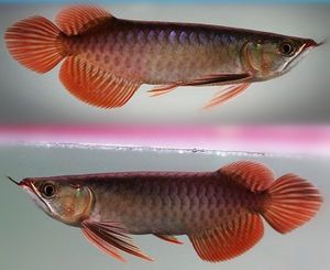 紅龍魚褪色多久能回色正常（紅龍魚的褪色可能由多種原因引起）