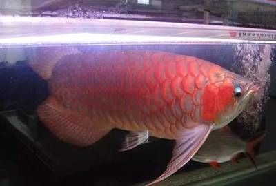紅龍魚褪色多久能回色正常（紅龍魚的褪色可能由多種原因引起）