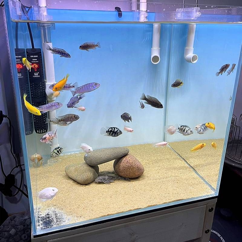 紅龍魚最小魚缸尺寸（紅龍魚的最小魚缸尺寸）