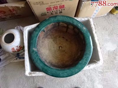金龍魚花盆種什么花：金龍魚花盆種什么花卉