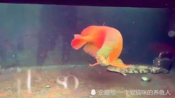龍魚不吃食肚子鼓鼓的正常嗎：龍魚不吃食肚子鼓鼓是正常現(xiàn)象嗎，龍魚不吃食肚子鼓鼓的正常嗎