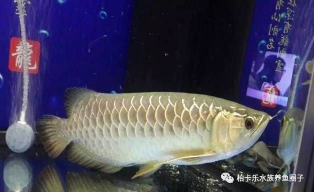 龍魚不吃食肚子鼓鼓的正常嗎：龍魚不吃食肚子鼓鼓是正常現(xiàn)象嗎，龍魚不吃食肚子鼓鼓的正常嗎