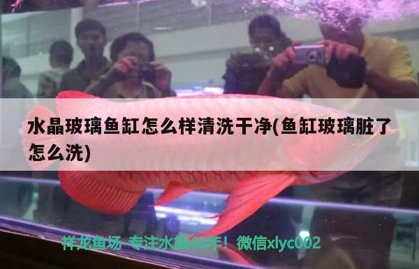 水晶玻璃魚缸怎么樣清洗干凈(魚缸玻璃臟了怎么洗)