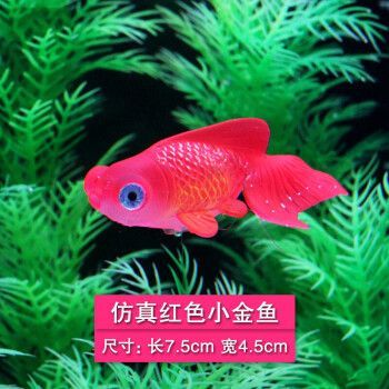 觀賞魚金龍魚（如何飼養金龍魚）