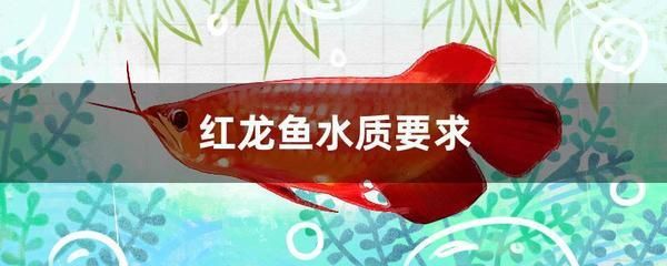 紅龍魚需要什么水質：紅龍魚需要什么樣的水質