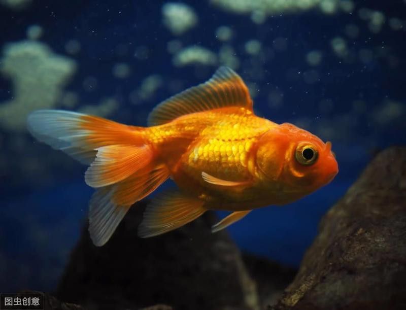 龍睛魚適合什么季節養殖？