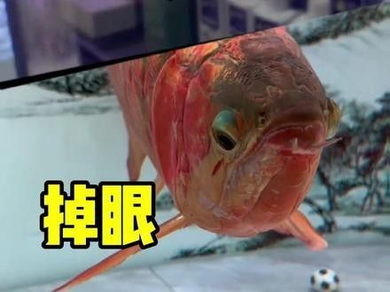 銀龍魚兜齒怎么治