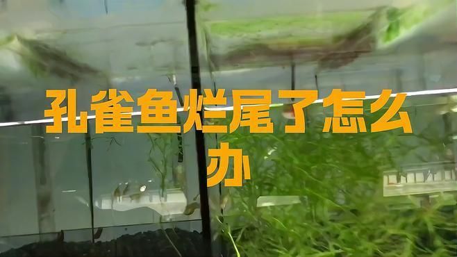 如何預防和治療魚類的爛尾病? 龍魚百科 第4張 如何預防和治療魚類的爛尾病? 如何預防和治療魚類的爛尾病? 龍魚百科 第4張