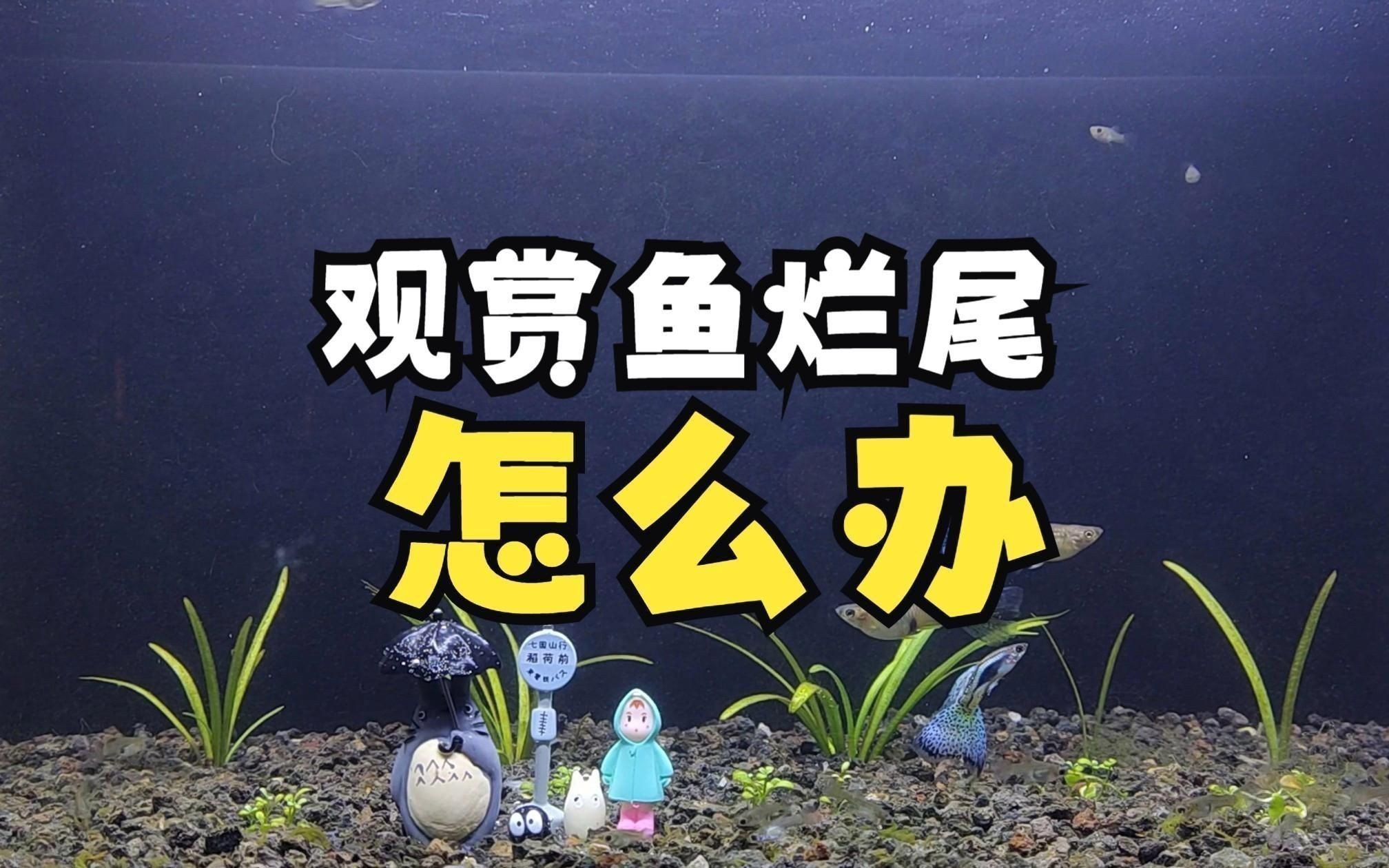 如何預防和治療魚類的爛尾病? 龍魚百科 第5張 如何預防和治療魚類的爛尾病? 如何預防和治療魚類的爛尾病? 龍魚百科 第5張