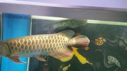 龍魚中毒怎么治療最快：龍魚中毒怎么辦