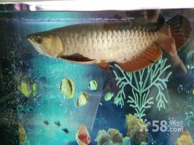 50公分的金龍魚多少錢（50公分的金龍魚價格從幾百元到數萬元不等）