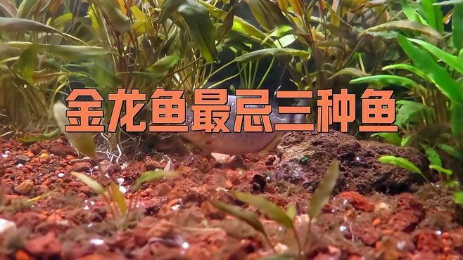 金龍魚可以和什么魚混養一起養