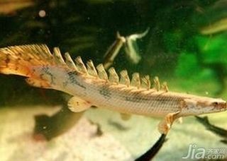六角恐龍魚食物怎么喂：六角恐龍魚怎么吃東西 六角恐龍魚食物怎么喂：六角恐龍魚怎么吃東西 龍魚百科 第2張