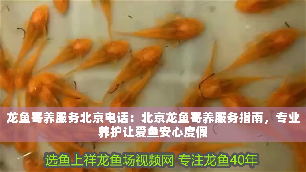 龍魚寄養(yǎng)服務北京電話：北京龍魚寄養(yǎng)服務指南，專業(yè)養(yǎng)護讓愛魚安心度假