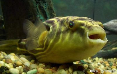 斑馬狗頭魚和曼龍魚適合混養(yǎng)嗎？：斑馬狗頭魚和曼龍魚可以混養(yǎng)嗎？