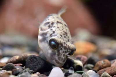 斑馬狗頭魚和曼龍魚適合混養(yǎng)嗎？：斑馬狗頭魚和曼龍魚可以混養(yǎng)嗎？