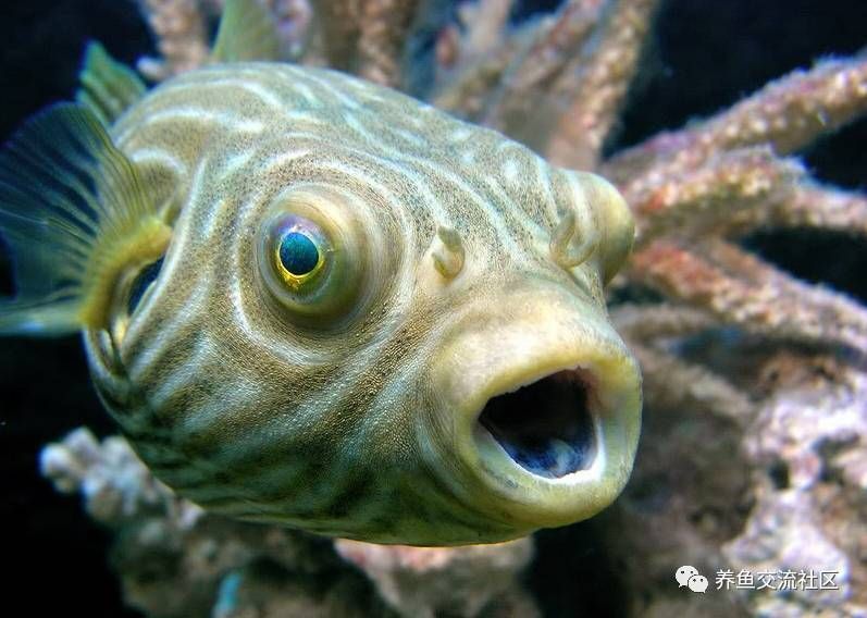 斑馬狗頭魚和曼龍魚適合混養(yǎng)嗎？：斑馬狗頭魚和曼龍魚可以混養(yǎng)嗎？