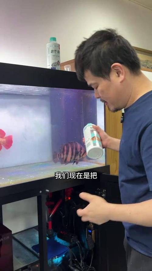 養龍魚要加硝化細菌嗎