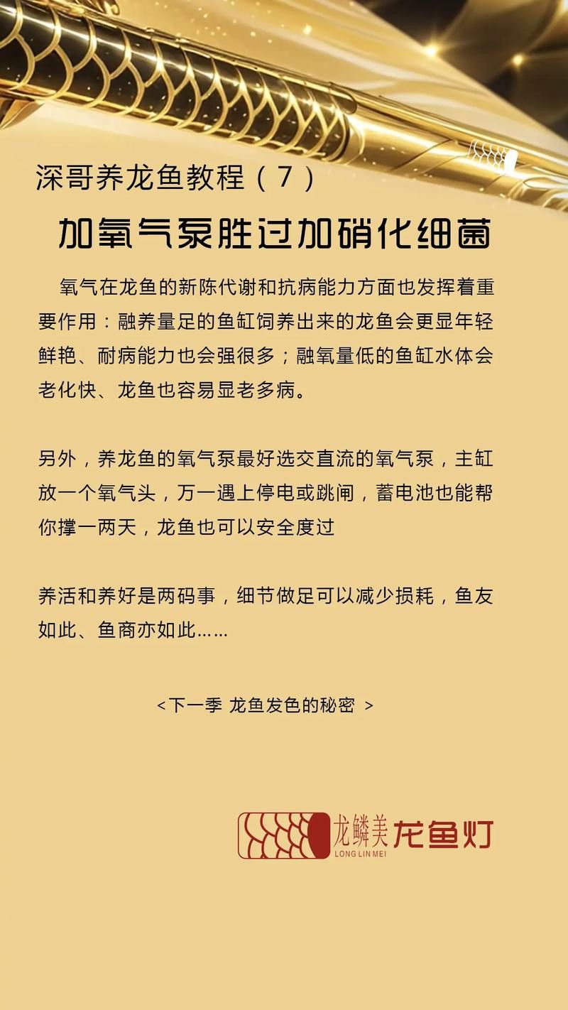 養龍魚要加硝化細菌嗎