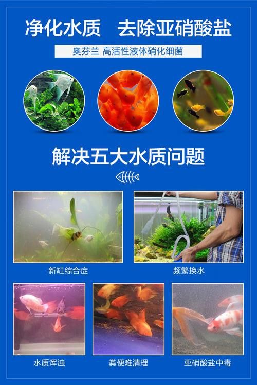 養龍魚要加硝化細菌嗎
