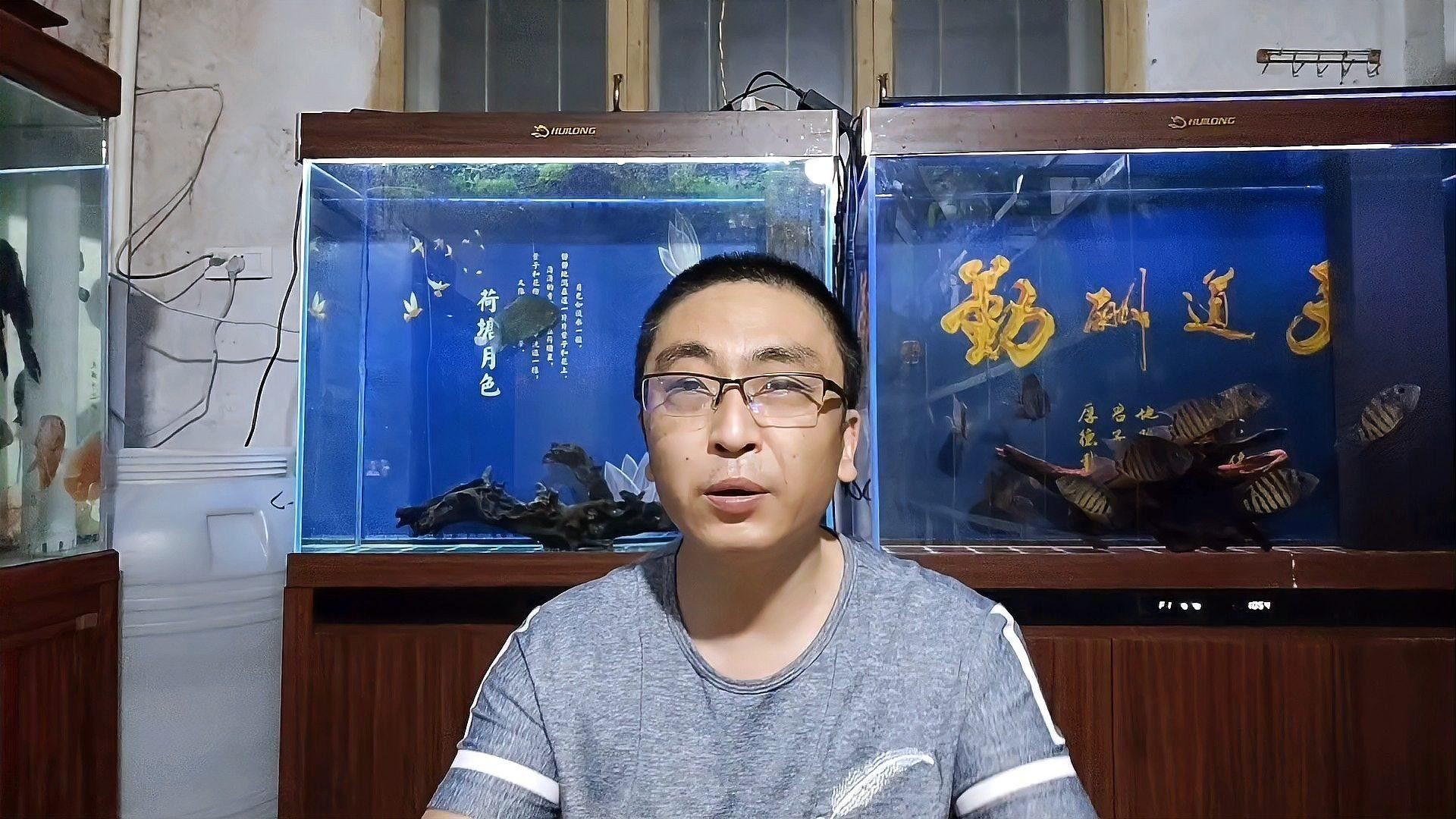 養龍魚要加硝化細菌嗎