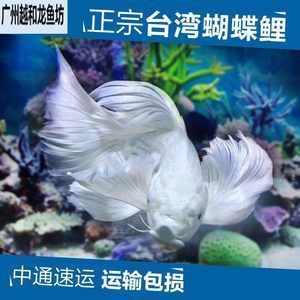 龍魚蝴蝶鯉混養：龍魚、蝴蝶鯉混養密度管理方法龍魚蝴蝶鯉混養密度管理方法