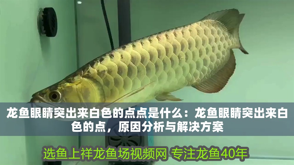 龍魚眼睛突出來(lái)白色的點(diǎn)點(diǎn)是什么：龍魚眼睛突出來(lái)白色的點(diǎn)，原因分析與解決方案