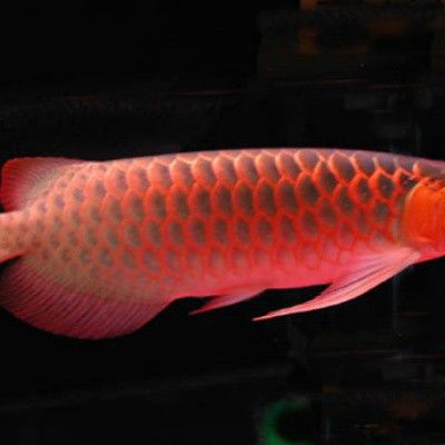 海水紅龍魚(yú)好養(yǎng)嗎珊瑚 海水紅龍魚(yú)好養(yǎng)嗎珊瑚 龍魚(yú)百科 第7張