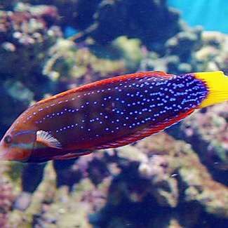 海水紅龍魚(yú)好養(yǎng)嗎珊瑚 海水紅龍魚(yú)好養(yǎng)嗎珊瑚 龍魚(yú)百科 第8張